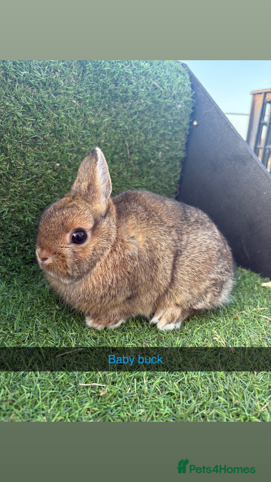 Netherland Dwarf rabbits for sale: Pure Netherland dwarfs  - Image 11