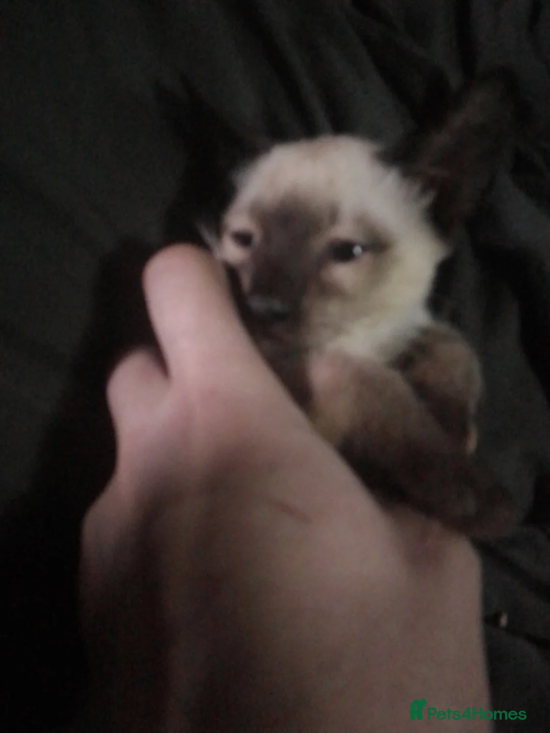 Siamese cats for sale: Siamese kittens - Advert 4