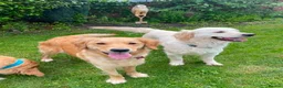 Golden Retriever dogs for sale: BEAUTIFUL HEALTHY KC REG FEMALE GOLDEN - Advert 7