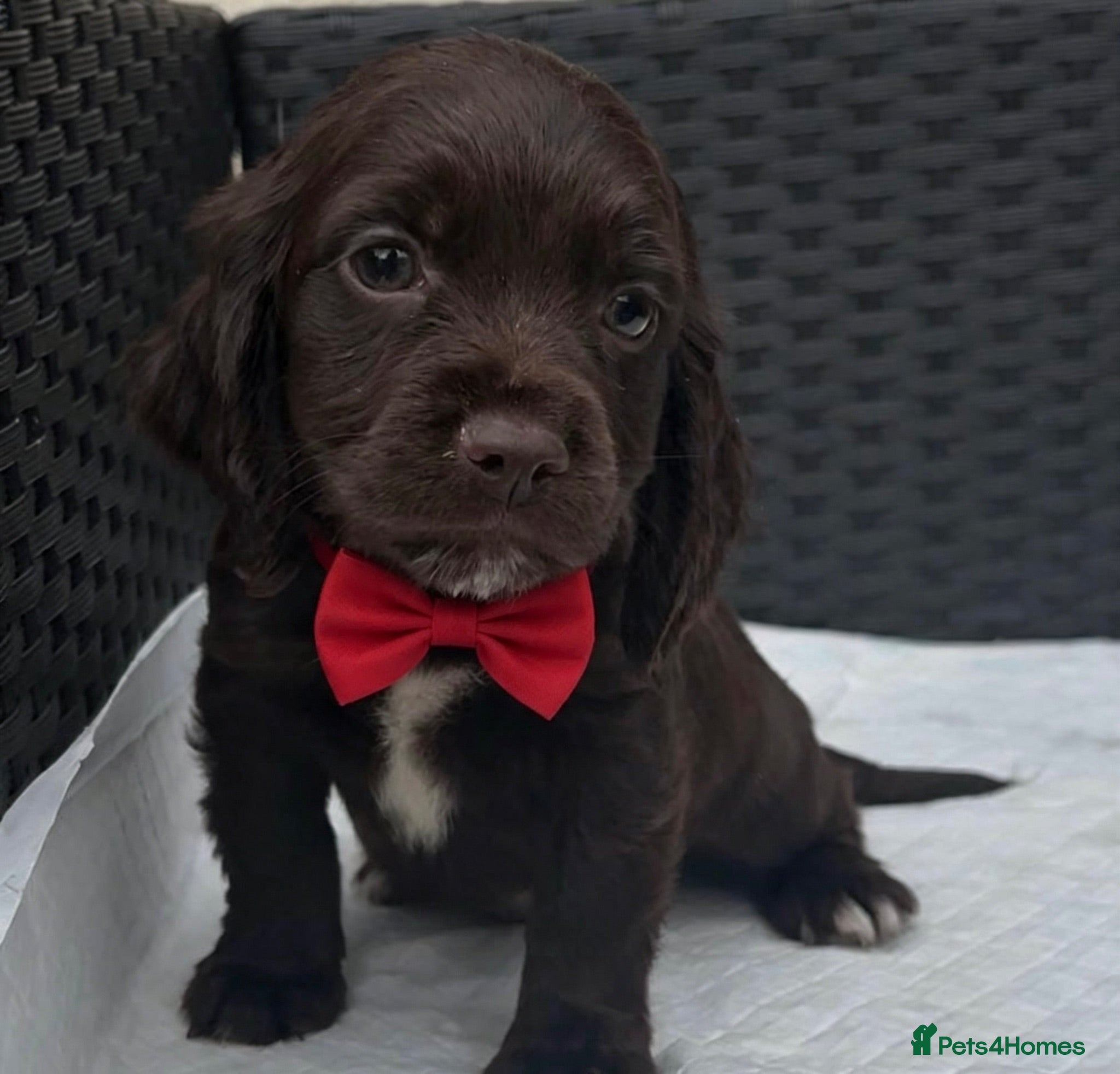 Cocker Spaniel dogs Cocker spaniel puppies for sale  - Advert 3