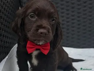 Cocker Spaniel dogs Cocker spaniel puppies for sale - Advert 3