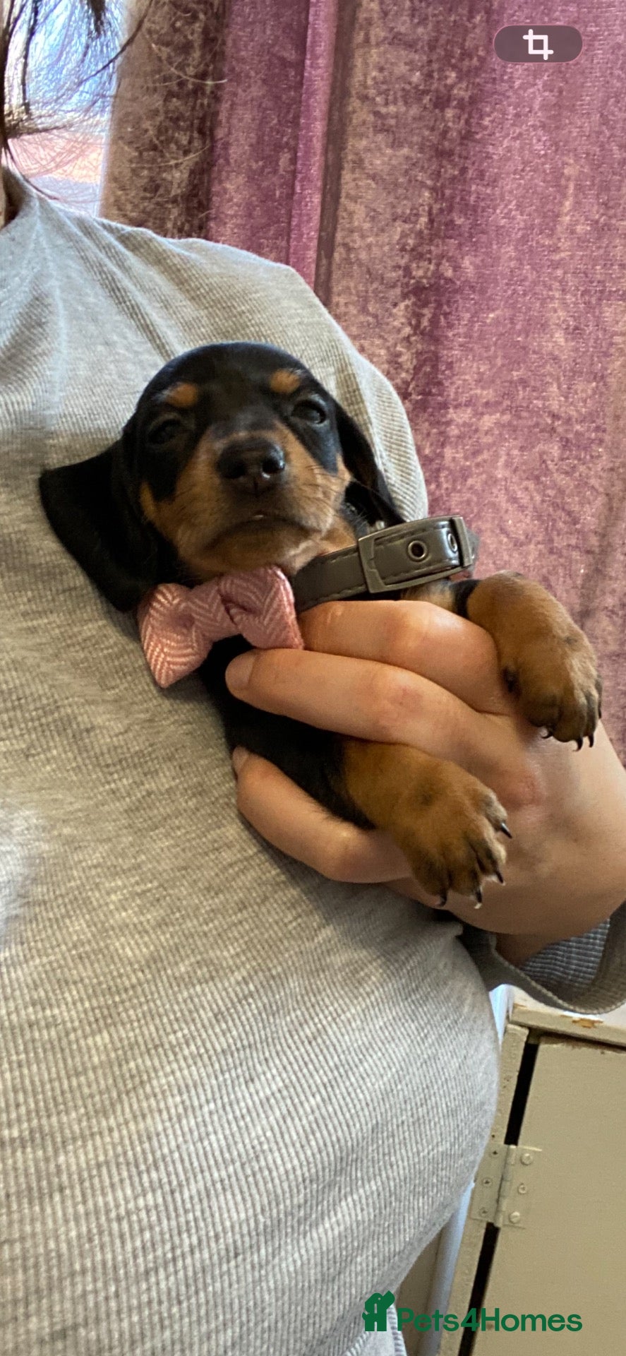 Dachshund dogs 9 Miniature Dachshunds – Ready 19th October! - Advert 18