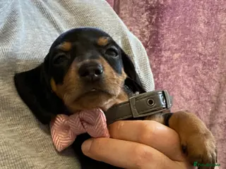 Dachshund dogs 9 Miniature Dachshunds – Ready 19th October! - Advert 18