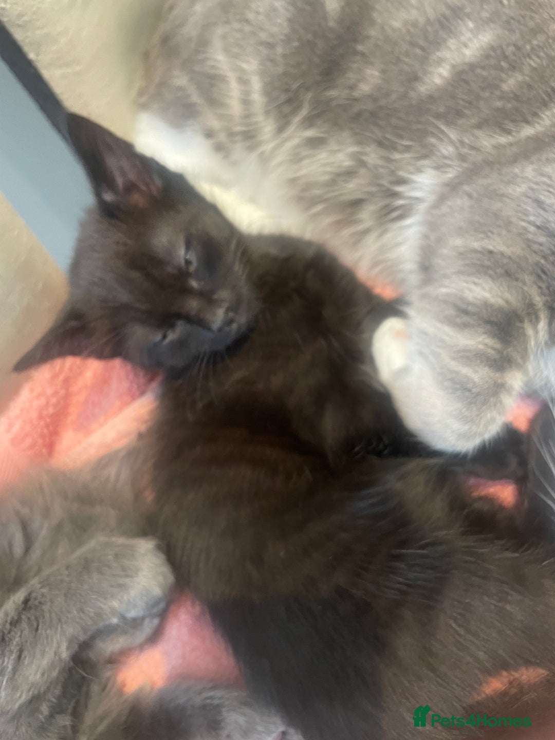 British Shorthair cats for sale: Beautiful kittens for sale - Image 8