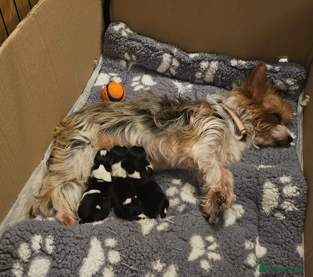 Biewer Terrier dogs for sale: Yorkie / Biewer Tri Coloured Puppies - Advert 4