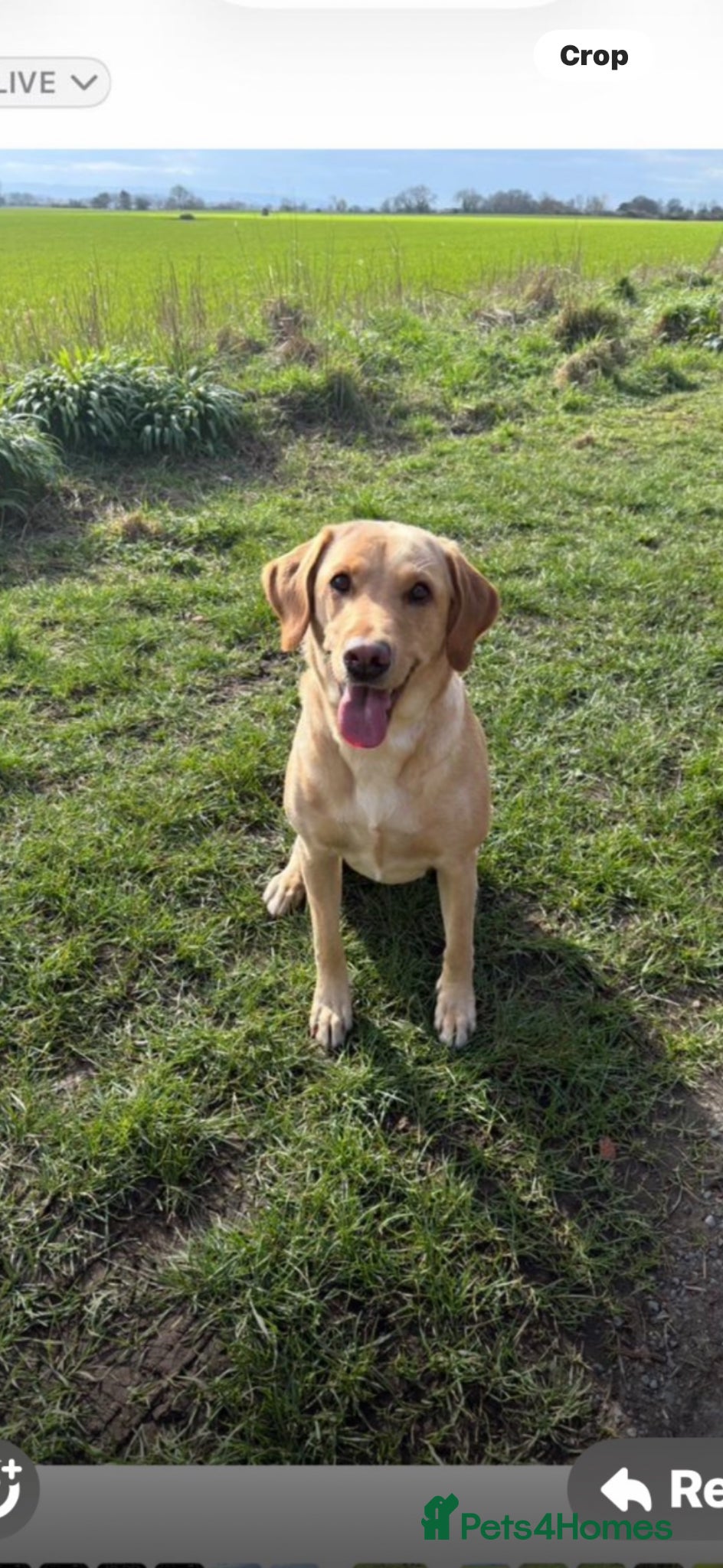 Labrador Retriever dogs for sale: Simply the best Labrador puppies KC registered - Advert 1