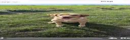 Labrador Retriever dogs for sale: Simply the best Labrador puppies KC registered - Advert 1