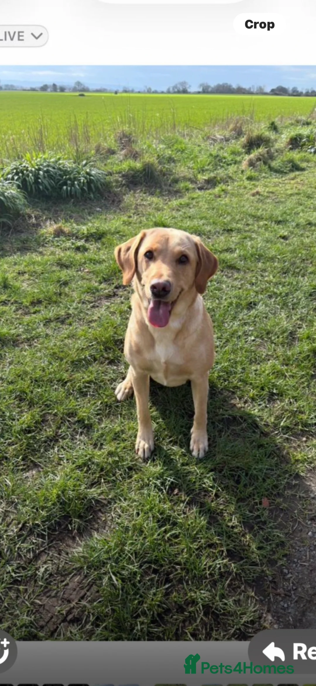 Labrador Retriever dogs for sale: Simply the best Labrador puppies KC registered - Advert 1