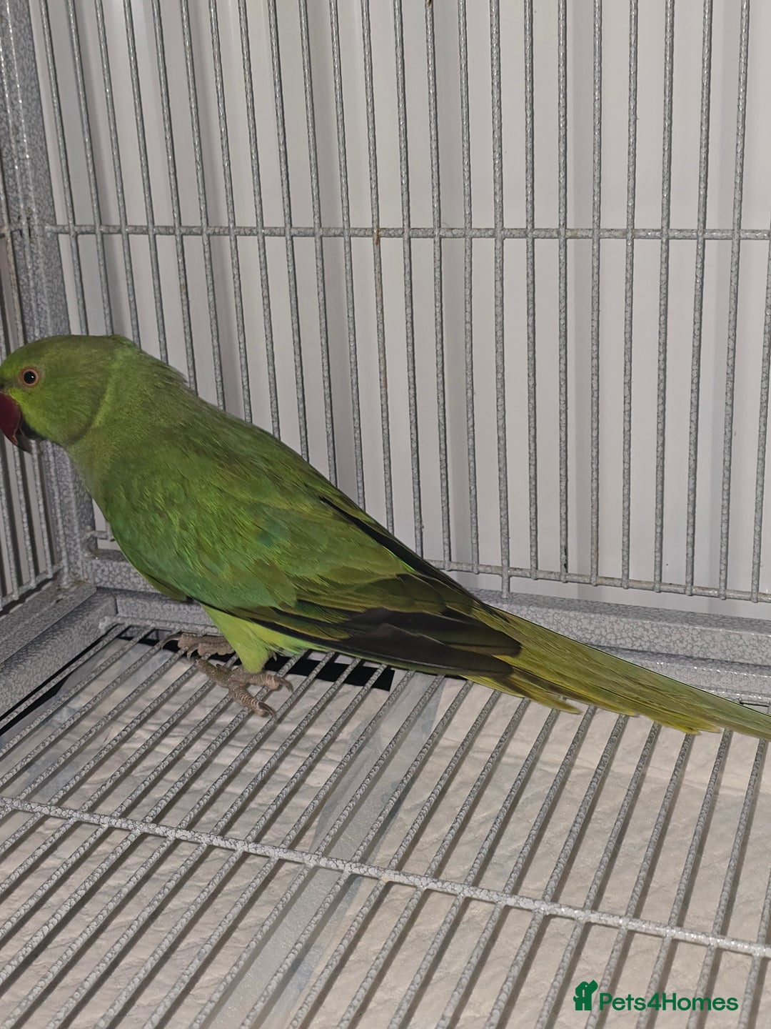 Ringnecks birds for sale: Indian ringneck for sale  - Advert 6