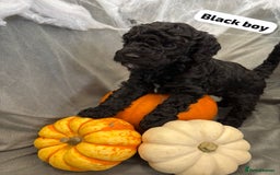 Cavapoochon dogs for sale: 🐾CAVAPOOCHON PUPPIES 🐾 - Image 13