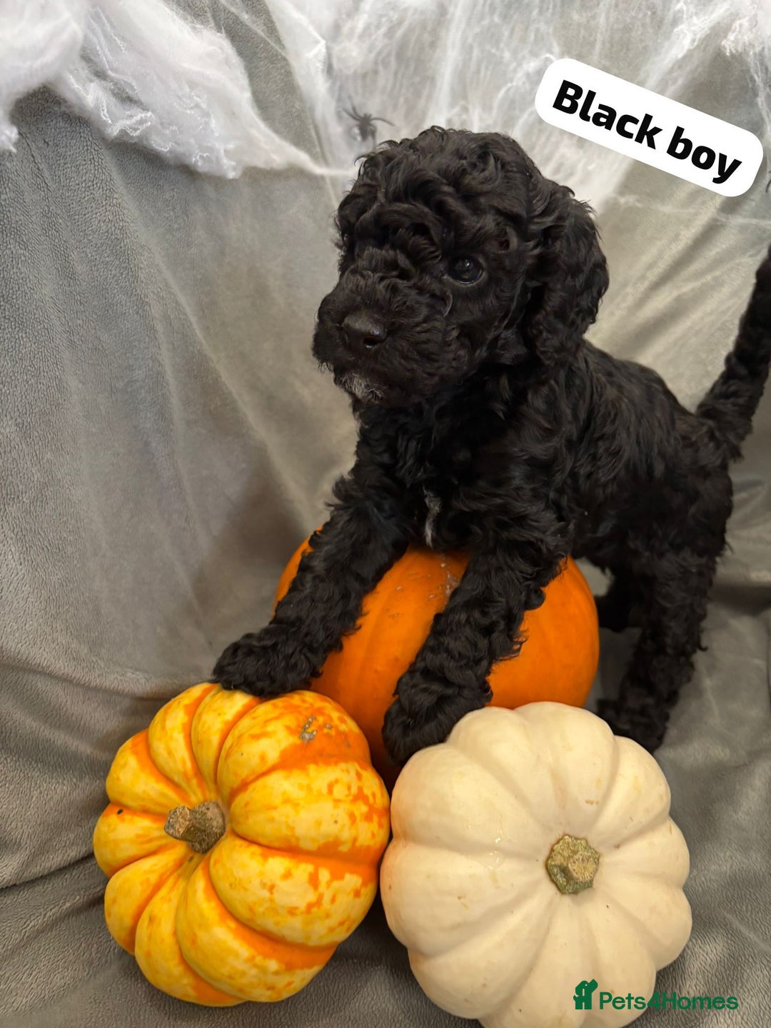 Cavapoochon dogs for sale: 🐾CAVAPOOCHON PUPPIES 🐾 - Image 13