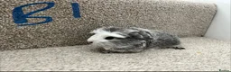 Guinea Pig rodents for sale: Baby guinea pigs  - Advert 3