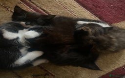 American Shorthair cats for sale: 4 kitten for sale 3 males and 1 female  - Image 5