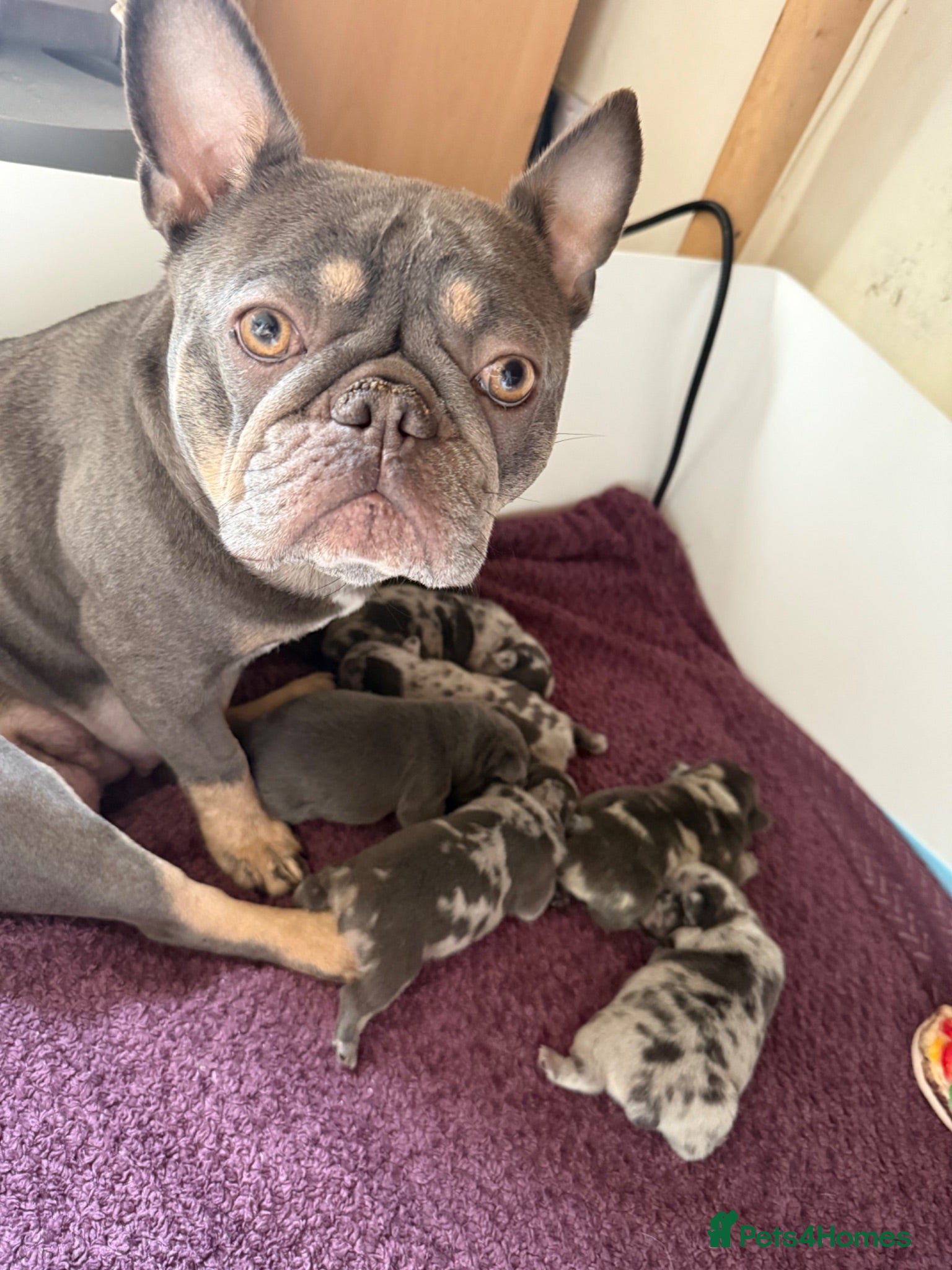 French Bulldog dogs Confident and Cute French Bulldog Puppies   - Advert 1