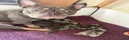 French Bulldog dogs for sale: Confident and Cute French Bulldog Puppies   - Advert 8