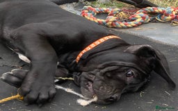 Cane Corso dogs for sale: Big Pure Cane Corso Puppies Ready Now!  - Image 13