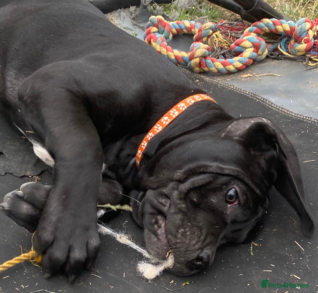 Cane Corso dogs for sale: Big Pure Cane Corso Puppies Ready Now!  - Image 13