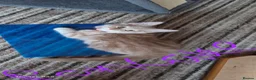 Mixed Breed cats for sale: GORGEOUS KITTENS in Ripon - Advert 24