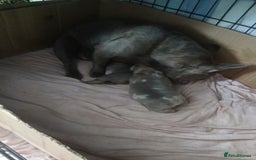 French Bulldog dogs for sale: Stocky frenchys 🏡😍 - Image 9
