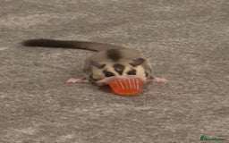 Sugar Glider rodents for sale: Sugar glider and full set up - Image 6
