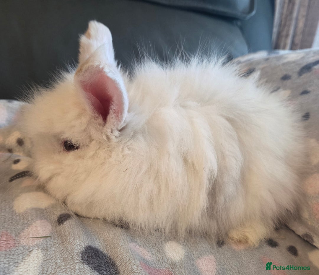 Mini Lion Lop rabbits for sale:  Male teddywidder bunnies  - Advert 11