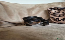 Biewer Terrier dogs for sale: Biewer Yorkshire Terrier  - Image 18