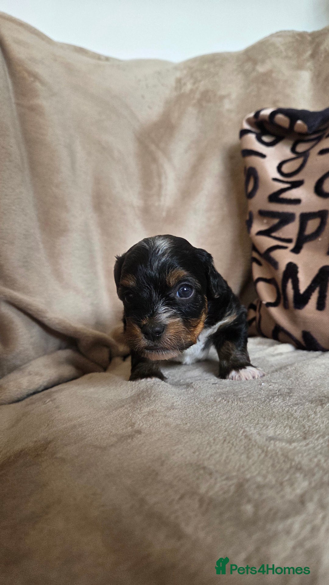 Biewer Terrier dogs for sale: Biewer Yorkshire Terrier  - Image 18