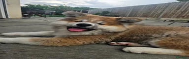 Chiyo