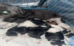 Shih Tzu dogs for sale: Shih tzu  - Image 2