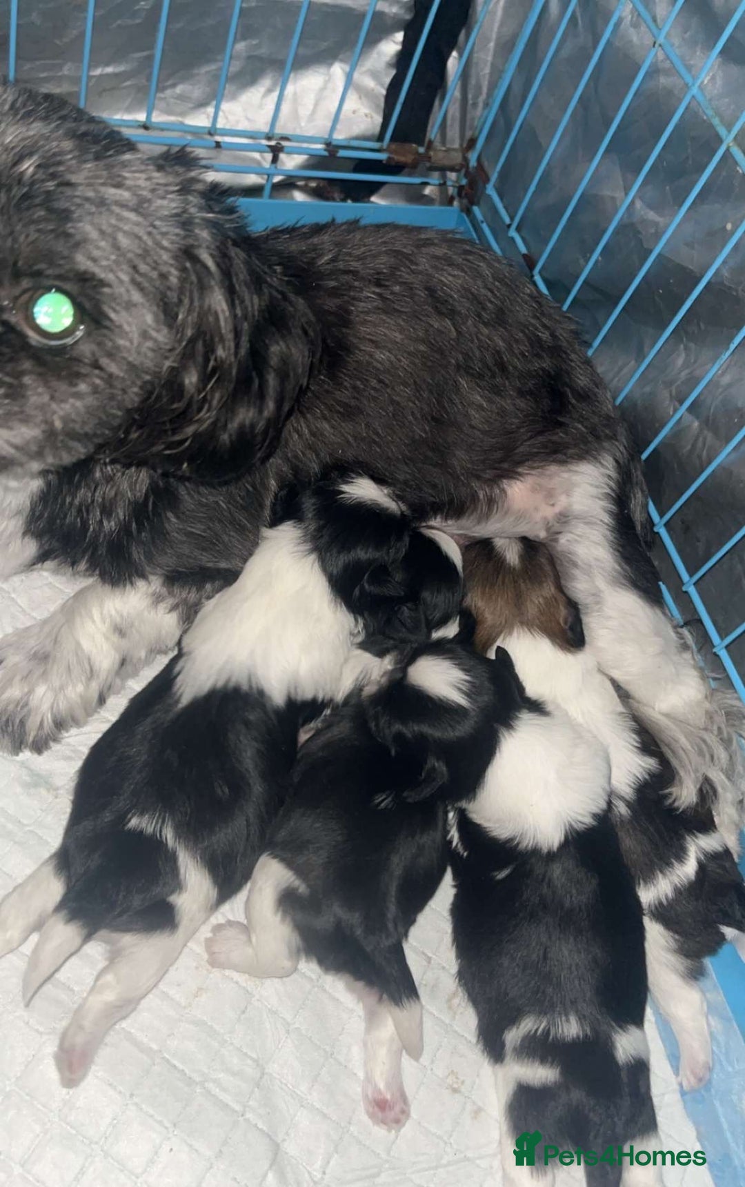 Shih Tzu dogs for sale: Shih tzu  - Image 2