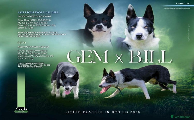 Border Collie dogs Working/Agility litter planned for 2026 - Advert 3
