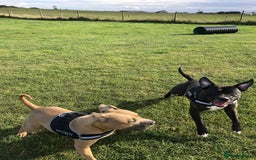 Staffordshire Bull Terrier dogs for sale: Staffordshire bull terrier puppies - Image 18