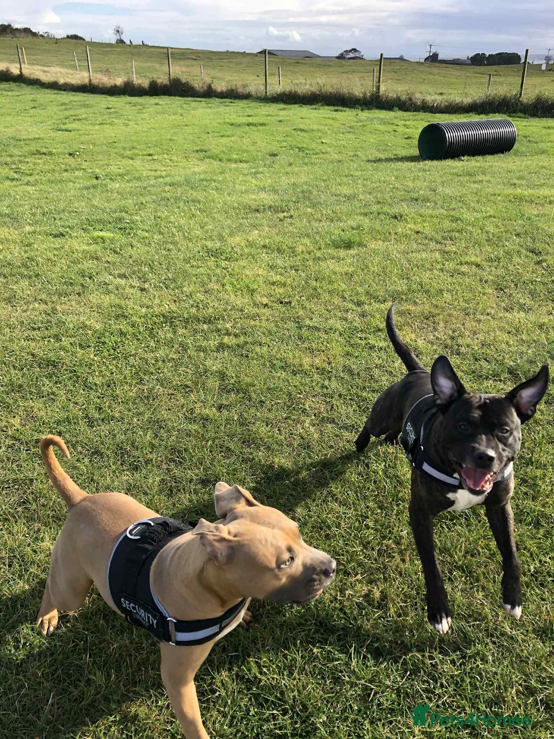 Staffordshire Bull Terrier dogs for sale: Staffordshire bull terrier puppies - Image 18