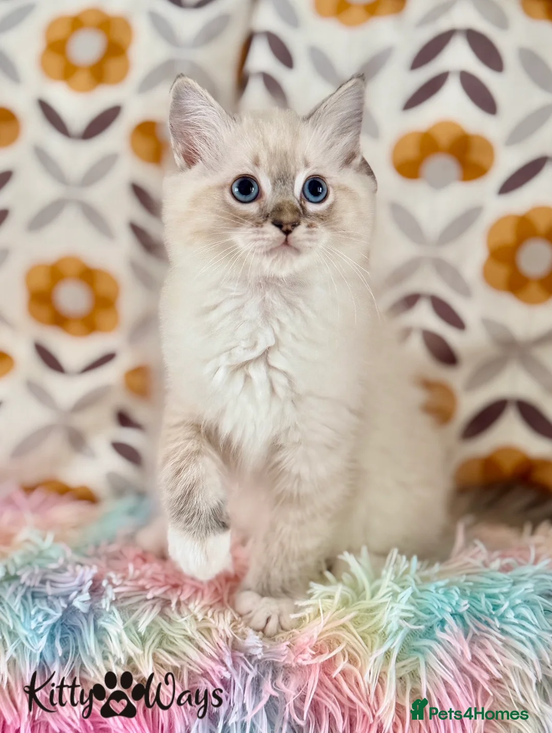 Ragdoll cats for sale: 🐾🩵*TICA REG* LYNX TABBY EU RAGDOLL KITTEN🩵🐾 - Advert 3