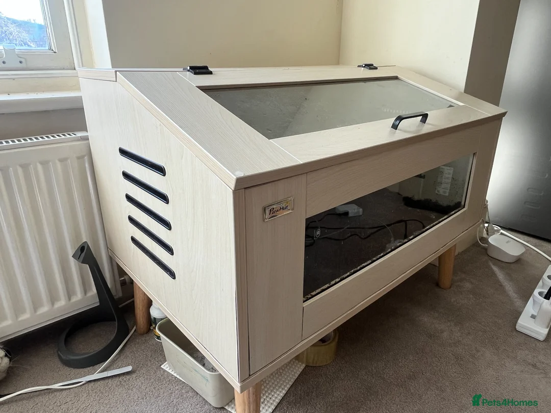 Frog reptiles for sale: Pacman Frog with Full Setup - £20 in London - Advert 4