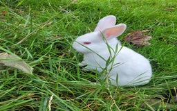 English Lop rabbits for sale: Baby Rabbits 4 available  - Image 3