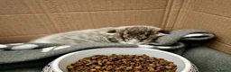 Mixed Breed cats for sale: Gorgoeus Kitten for its Forever Home - Advert 5