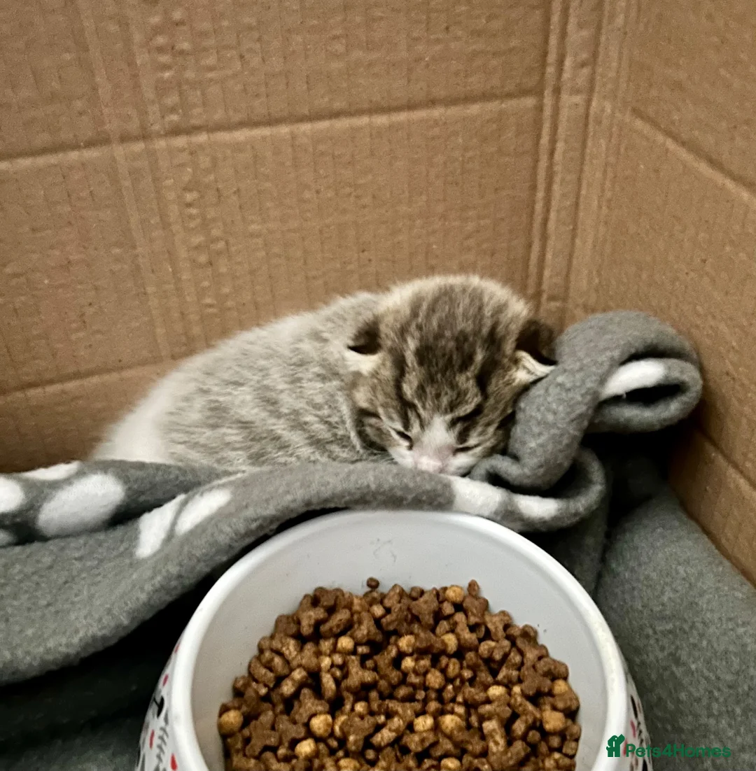 Mixed Breed cats for sale: Gorgoeus Kitten for its Forever Home - Advert 5