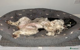 Cocker Spaniel dogs for sale: cocker spaniel girl - Image 8
