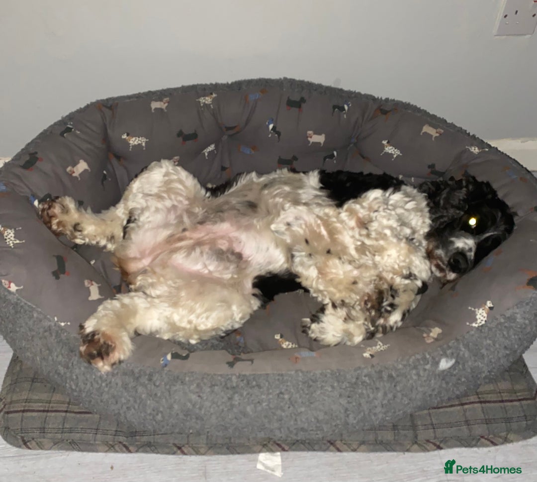 Cocker Spaniel dogs for sale: cocker spaniel girl - Image 8