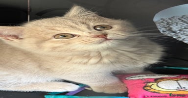 British Shorthair cats Bsh Cute Teddy Bears  - Advert 14