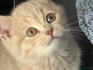 British Shorthair cats Bsh Cute Teddy Bears - Advert 3