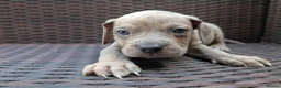 Mixed Breed dogs for sale: Alapaha blue blood bulldog cross staffy puppies  - Advert 10