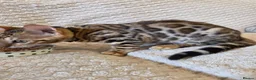 Bengal cats for sale: READY NOW FULL BENGAL KITTENS TICA REGISTERED  in Whitby - Advert 14
