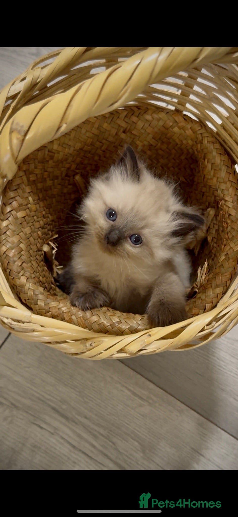 Mixed Breed cats Ragdoll & British Longhair Mix Kittens - Advert 12