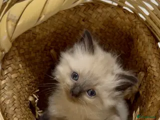 Mixed Breed cats Ragdoll & British Longhair Mix Kittens - Advert 16