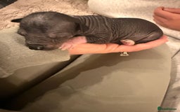 Mixed Breed dogs for sale: Beautiful hairless little boy chihuahua  - Advert 15