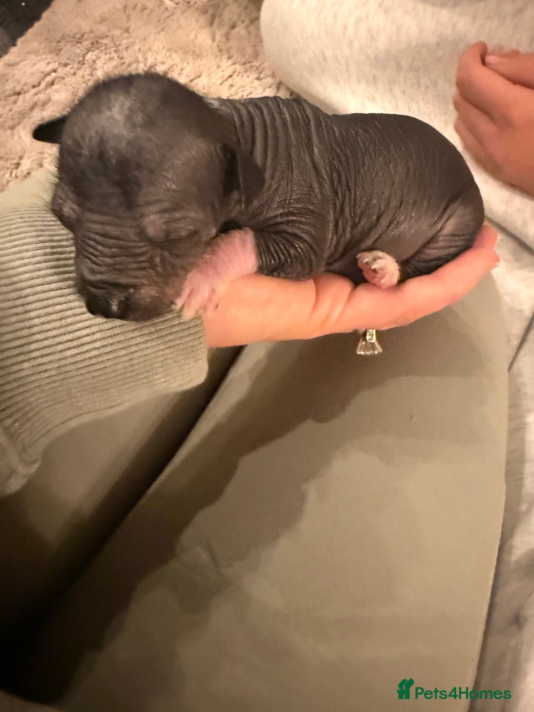 Mixed Breed dogs for sale: Beautiful hairless little boy chihuahua  - Advert 15