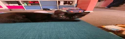 British Shorthair cats for sale: 2 Lovely Black Kittens - Advert 3