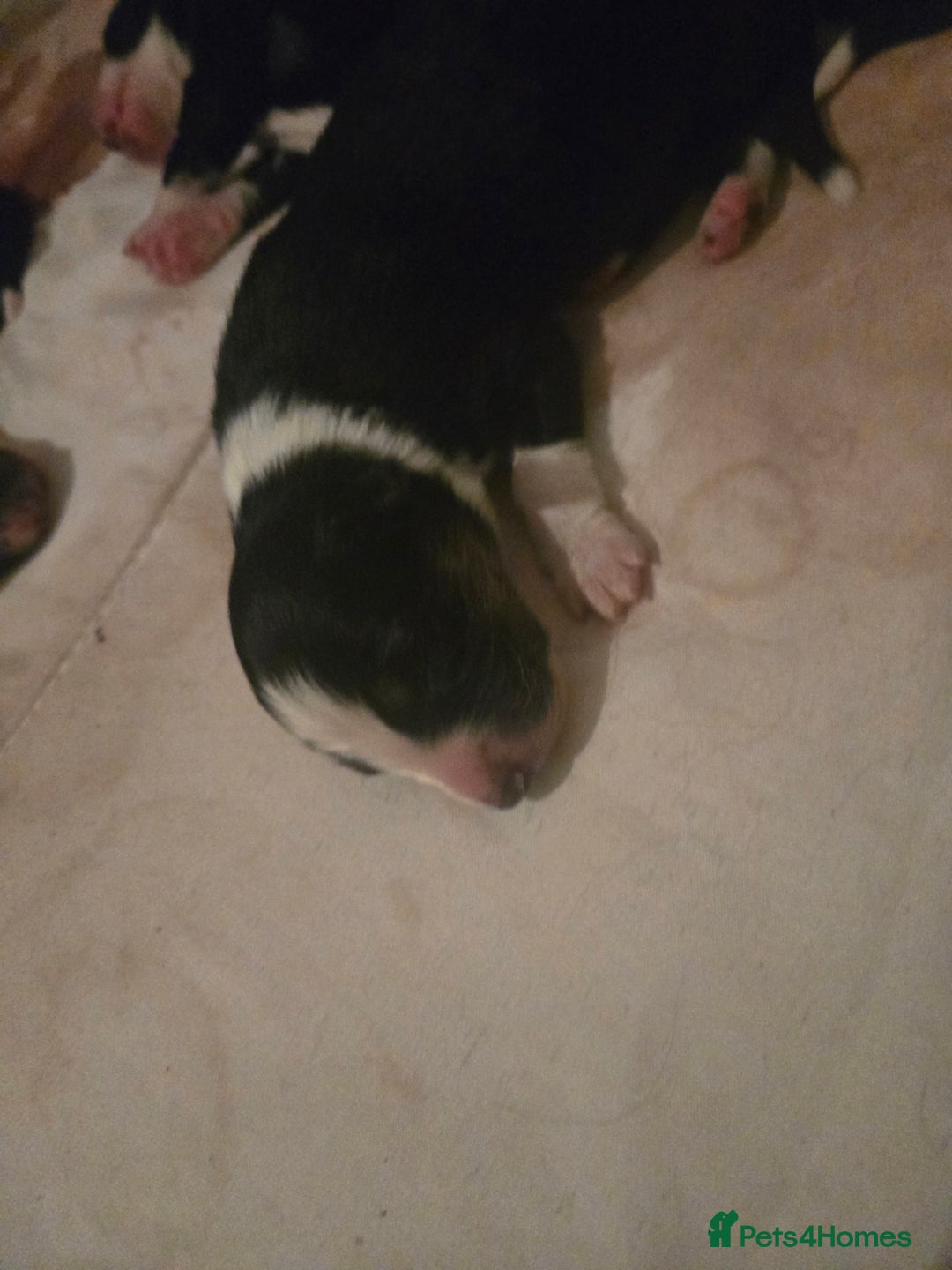 Border Collie dogs for sale: 11 beautiful bored collie puppies  - Image 11
